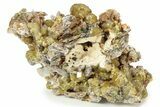 Yellow Andradite-Grossular Garnet Cluster with Clinochlore - Mali #242497-1